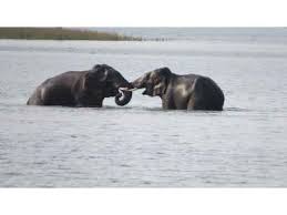 anshi-national-park-in-dandeli